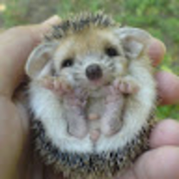 Meet your Posher, Kelly - Picture 1 of 1